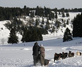 Chiens de traineau