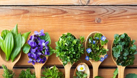 Séjour randonnée et découverte des plantes culinaires et médicinales