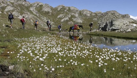 Séjour Randonnées à la découverte de la flore et aromathérapie dans le Queyras