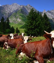 col des Aravis.jpg