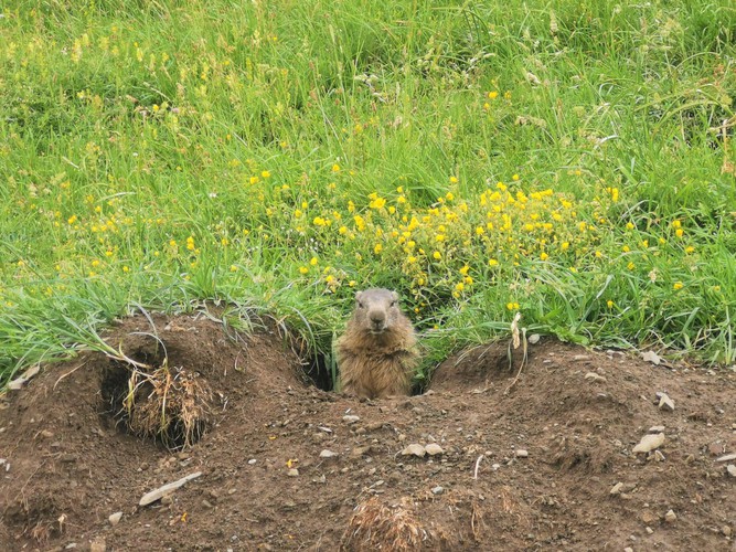 Séjour famille Rando Marmotte à Bessans