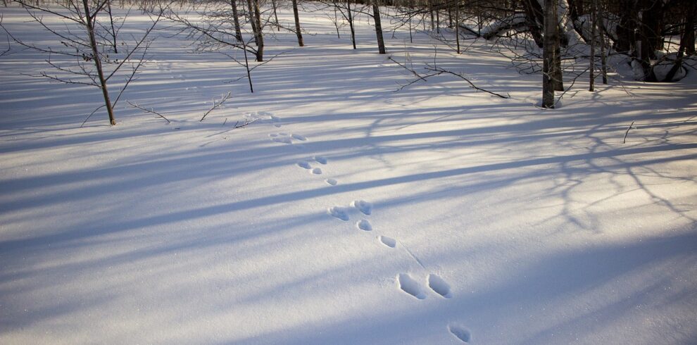 Sur la trace des animaux : empreintes de lièvre